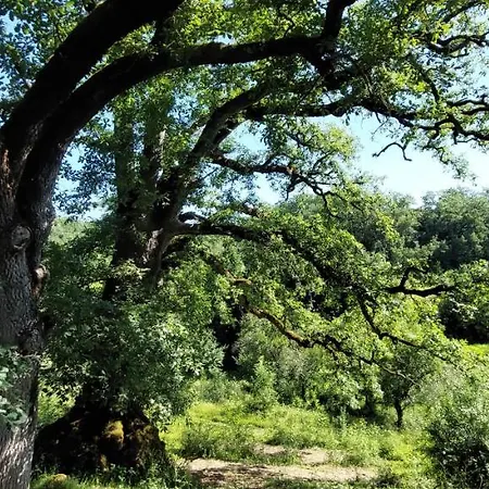 Les De Campardon Monties