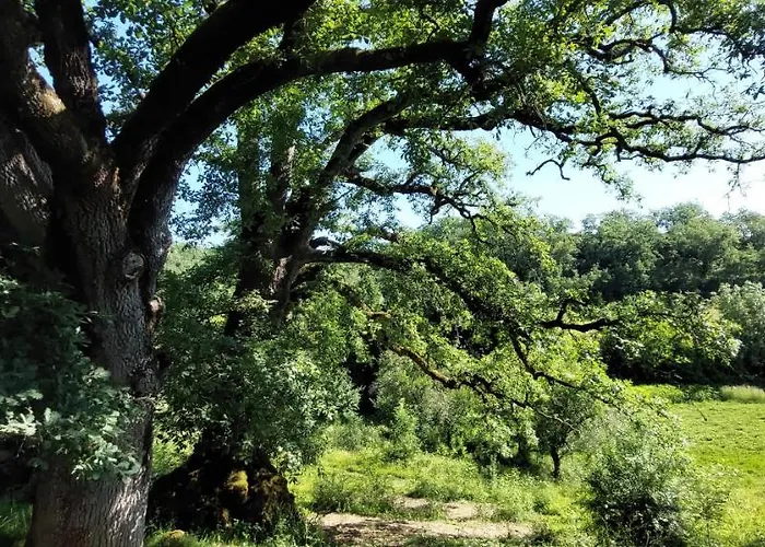 Les De Campardon Monties